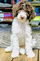 Alvin, a male Bordoodle for sale in Deep Run, NC – 1 of 7