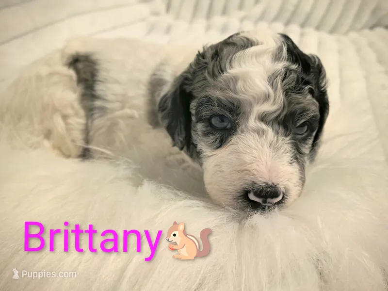 Brittany  – Bordoodle puppy for sale in Deep Run, NC