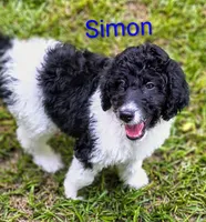 Simon, a male Bordoodle for sale in Deep Run, NC – 2 of 7