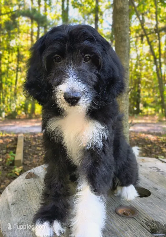 Theodore  – Bordoodle puppy for sale in Deep Run, NC