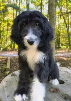 Theodore , a male Bordoodle for sale in Deep Run, NC – 2 of 10