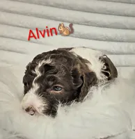 Alvin, a male Bordoodle for sale in Deep Run, NC – 2 of 2