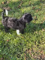 Theodore , a male Bordoodle for sale in Deep Run, NC – 5 of 10