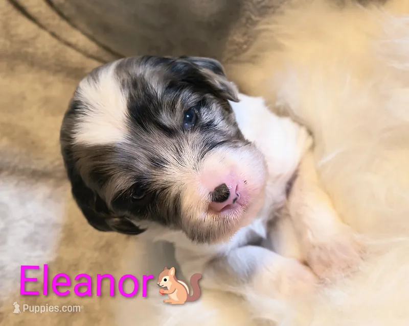 Eleanor  – Bordoodle puppy for sale in Deep Run, NC