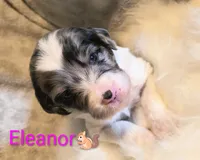 Eleanor , a female Bordoodle for sale in Deep Run, NC – 1 of 2