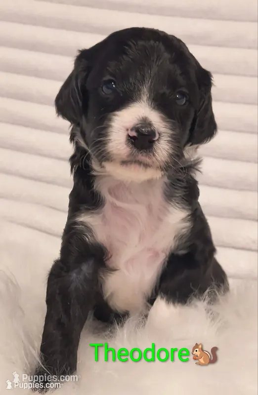 Theodore  – Bordoodle puppy for sale in Deep Run, NC