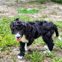 Theodore , a male Bordoodle for sale in Deep Run, NC – 2 of 7