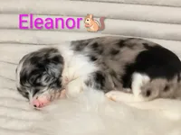 Eleanor , a female Bordoodle for sale in Deep Run, NC – 2 of 2