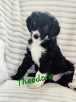Theodore , a male Bordoodle for sale in Deep Run, NC – 5 of 7