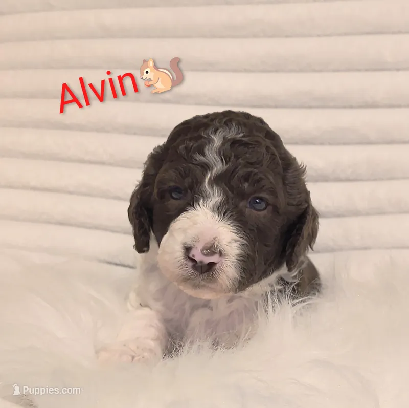 Alvin – Bordoodle puppy for sale in Deep Run, NC