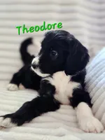 Theodore , a male Bordoodle for sale in Deep Run, NC – 4 of 7