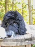 Simon, a male Bordoodle for sale in Deep Run, NC – 2 of 8
