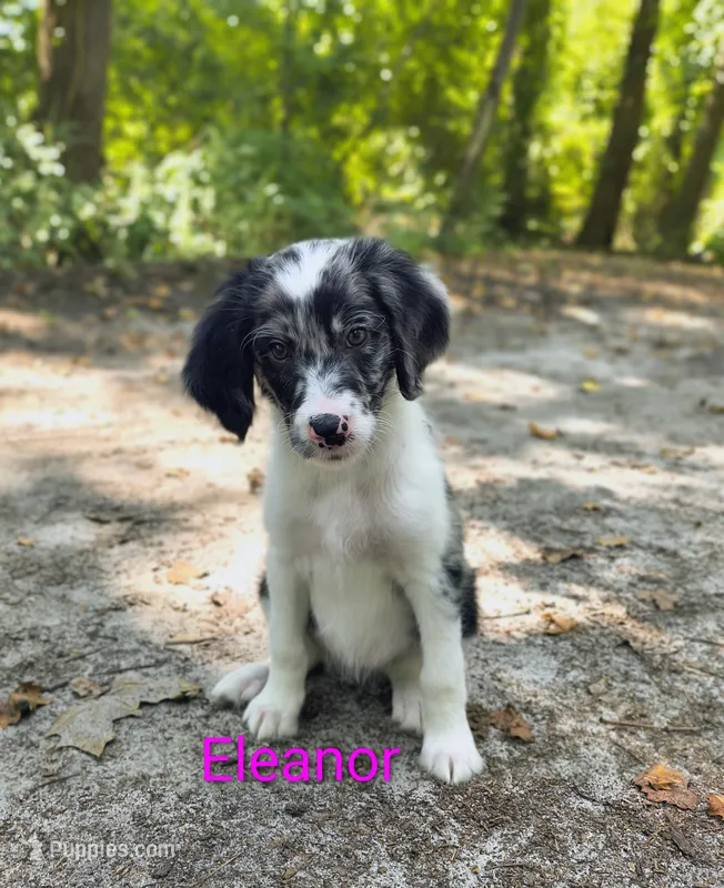 Eleanor  – Bordoodle puppy for sale in Deep Run, NC
