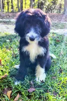 Theodore , a male Bordoodle for sale in Deep Run, NC – 4 of 10