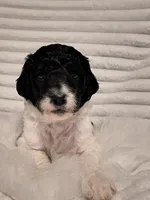 Simon, a male Bordoodle for sale in Deep Run, NC – 2 of 2