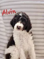Alvin, a male Bordoodle for sale in Deep Run, NC – 5 of 7