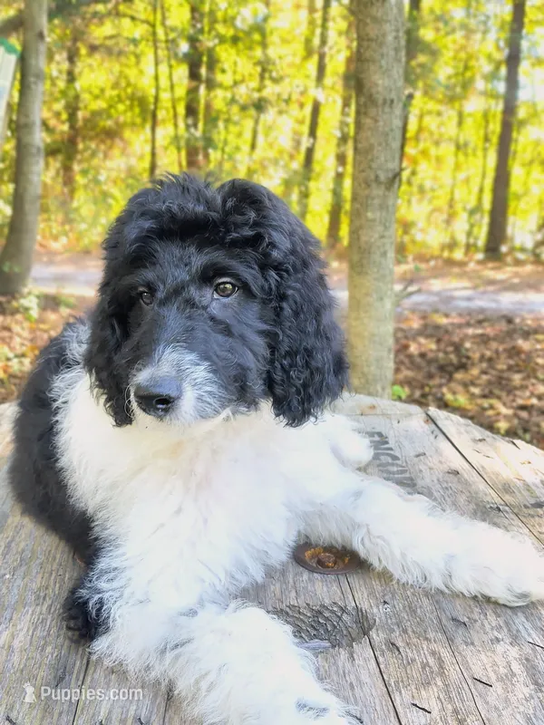 Simon – Bordoodle puppy for sale in Deep Run, NC