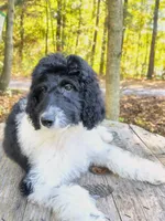 Simon, a male Bordoodle for sale in Deep Run, NC – 1 of 8