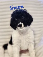 Simon, a male Bordoodle for sale in Deep Run, NC – 5 of 7