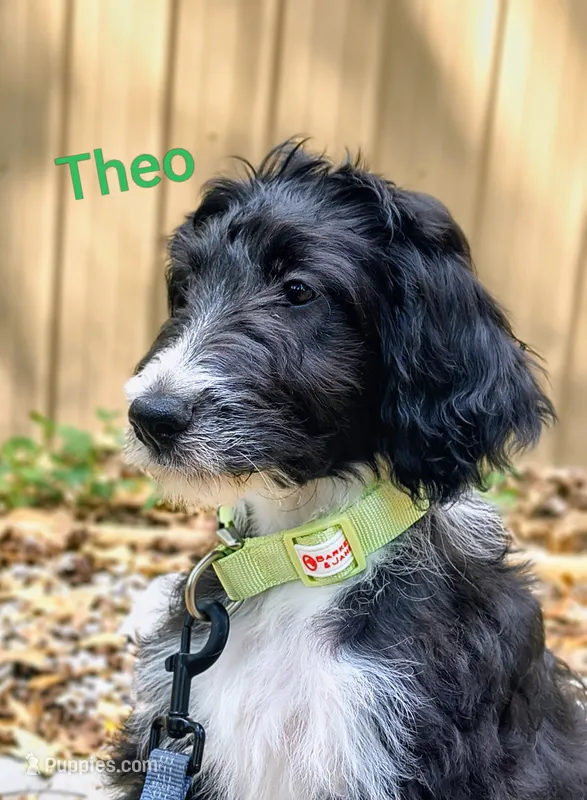 Theodore  – Bordoodle puppy for sale in Deep Run, NC
