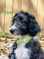 Theodore , a male Bordoodle for sale in Deep Run, NC – 1 of 10