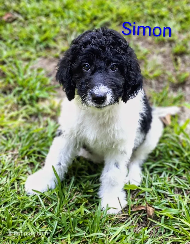 Simon – Bordoodle puppy for sale in Deep Run, NC