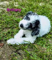 Brittany , a female Bordoodle for sale in Deep Run, NC – 2 of 8