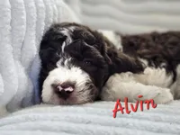 Alvin, a male Bordoodle for sale in Deep Run, NC – 4 of 7