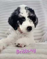 Brittany , a female Bordoodle for sale in Deep Run, NC – 6 of 8
