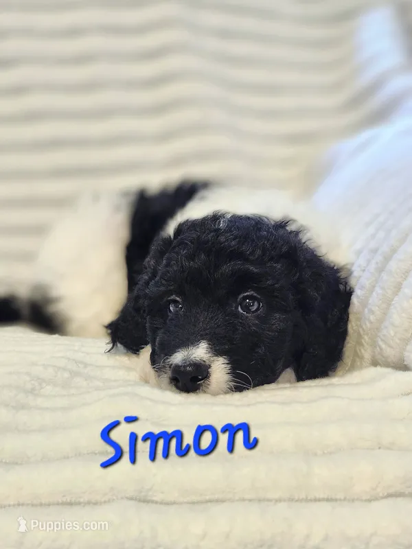 Simon – Bordoodle puppy for sale in Deep Run, NC