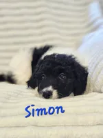 Simon, a male Bordoodle for sale in Deep Run, NC – 4 of 7