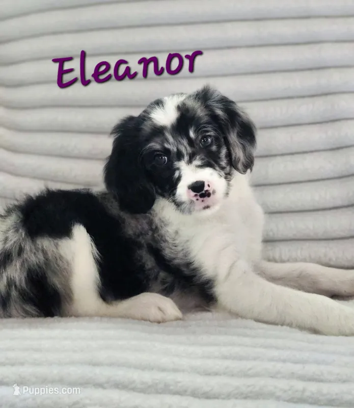 Eleanor  – Bordoodle puppy for sale in Deep Run, NC