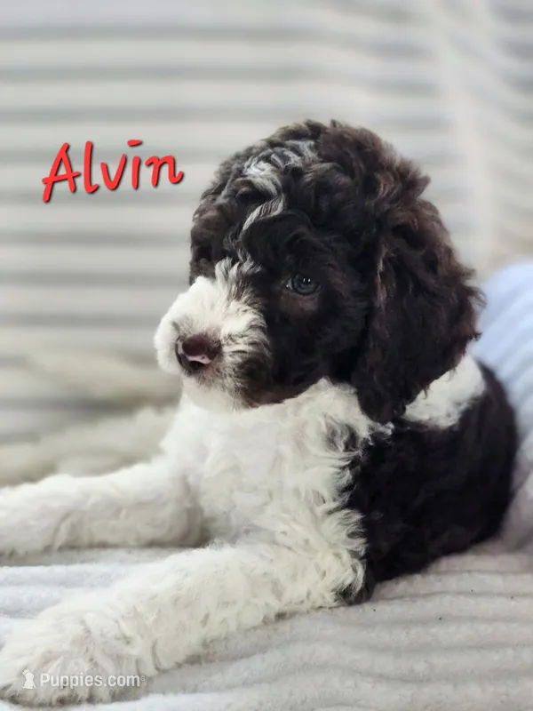 Alvin – Bordoodle puppy for sale in Deep Run, NC