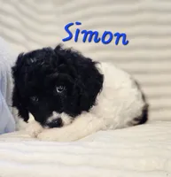 Simon, a male Bordoodle for sale in Deep Run, NC – 3 of 7