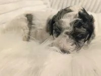 Brittany , a female Bordoodle for sale in Deep Run, NC – 2 of 2