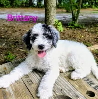 Brittany , a female Bordoodle for sale in Deep Run, NC – 3 of 8