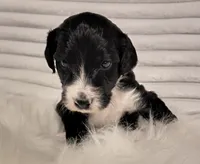 Theodore , a male Bordoodle for sale in Deep Run, NC – 2 of 2