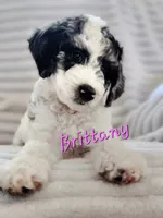Brittany , a female Bordoodle for sale in Deep Run, NC – 5 of 8