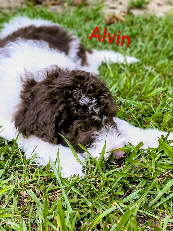 Alvin – Bordoodle puppy for sale in Deep Run, NC