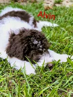 Alvin, a male Bordoodle for sale in Deep Run, NC – 2 of 7