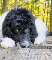 Simon, a male Bordoodle for sale in Deep Run, NC – 3 of 8
