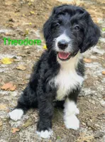 Theodore , a male Bordoodle for sale in Deep Run, NC – 1 of 7