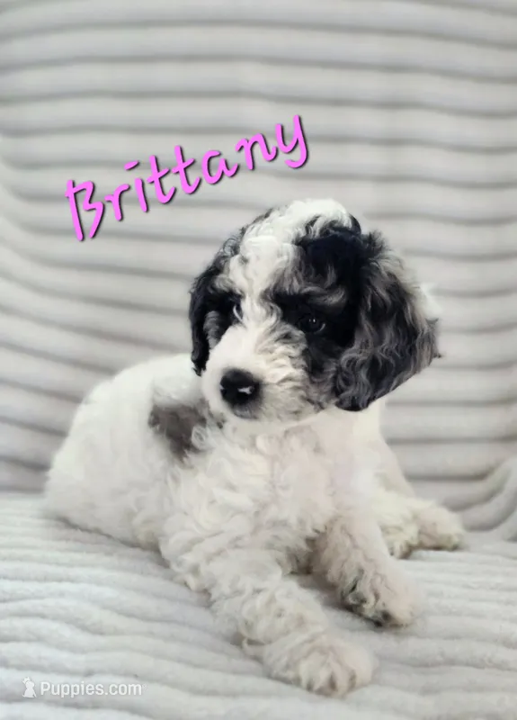 Brittany  – Bordoodle puppy for sale in Deep Run, NC