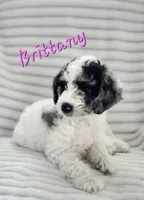 Brittany , a female Bordoodle for sale in Deep Run, NC – 4 of 8