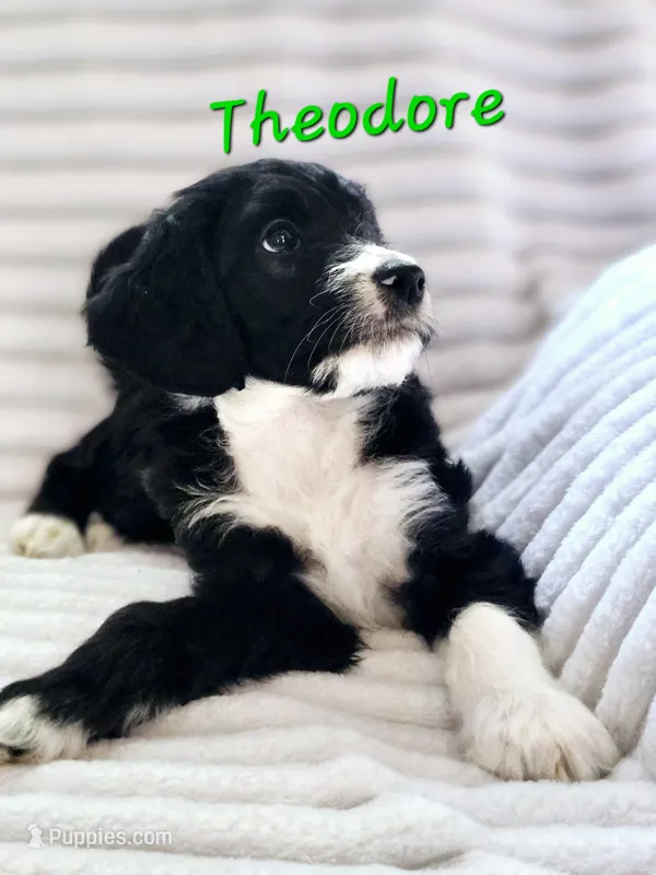 Theodore  – Bordoodle puppy for sale in Deep Run, NC