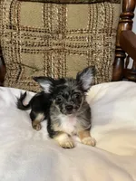 (Toy) Doodle , a male Chihuahua for sale in Mohrsville, PA – 3 of 3