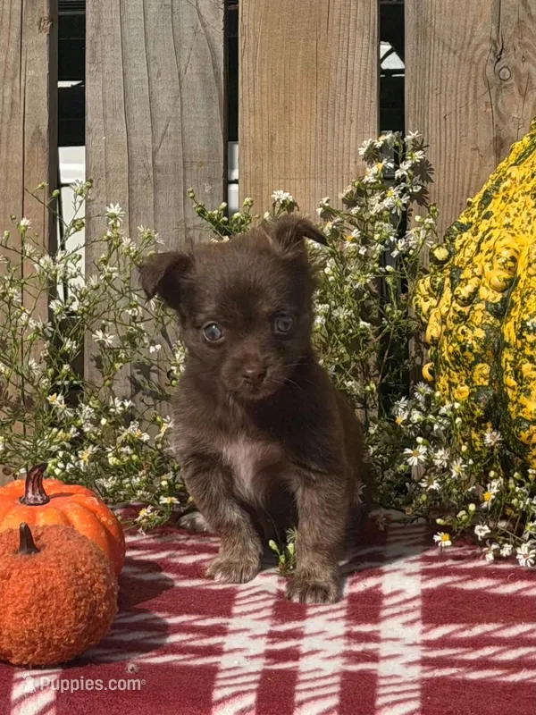Whiskey  – Chihuahua puppy for sale in Mohrsville, PA