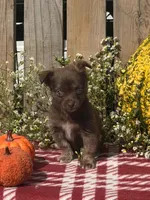 Whiskey , a male Chihuahua for sale in Mohrsville, PA – 1 of 4