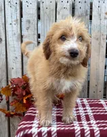 Colt , a male Miniature Aussiedoodle for sale in Mohrsville, PA – 1 of 2