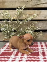 (Teacup) Oakley, a male Chihuahua for sale in Mohrsville, PA – 4 of 4